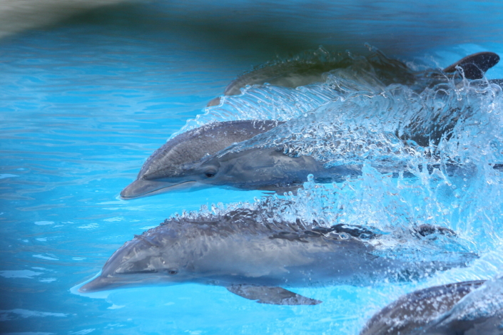 Delfiinid, Loro park, Tenerife