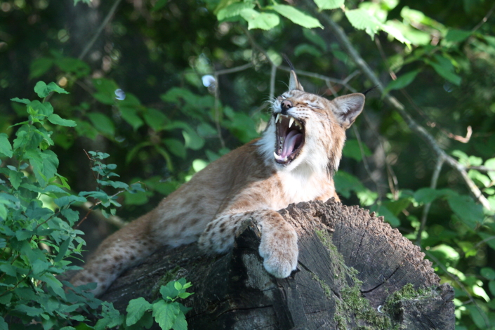 Haigutav ilves Elistvere loomapargis