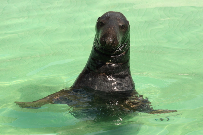 Hallhüljes, Tallinna loomaaed