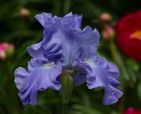 Iiris Land of Lakes