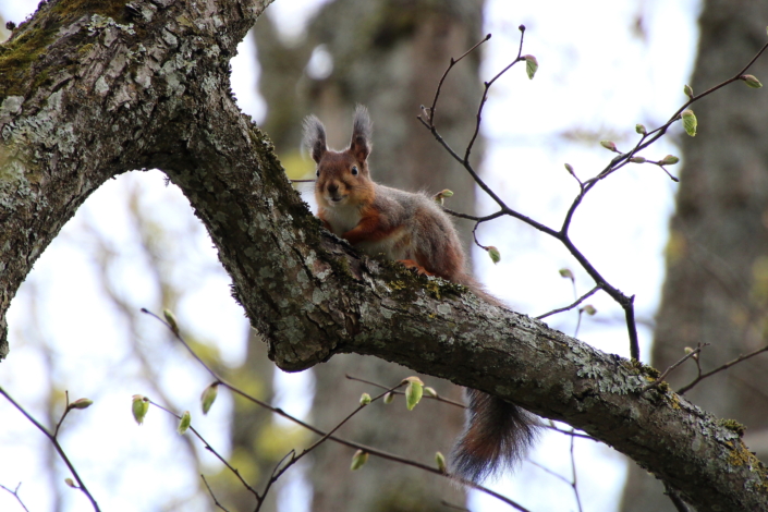 Käbikuningal on karvavahetuse aeg