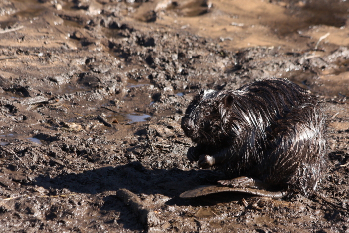 Kobras Uueveski basseinis Viljandis