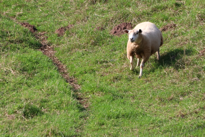 Lammas Viljandi lossimägedes