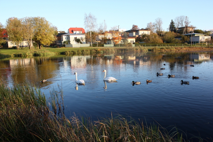 Luiged ja pardid Paala järvel Viljandis
