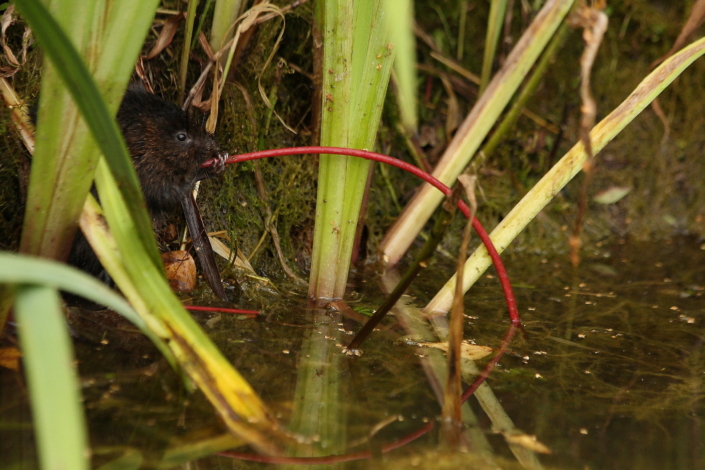 Mügri laseb vesiroosi varrel hea maitsta