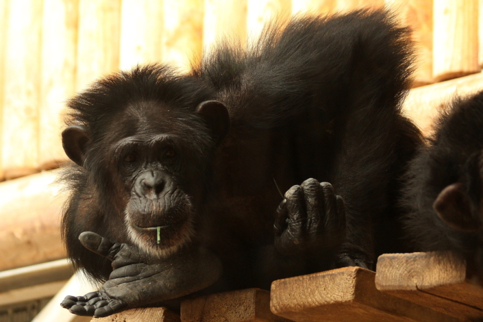 Šimpans Tallinna loomaaias