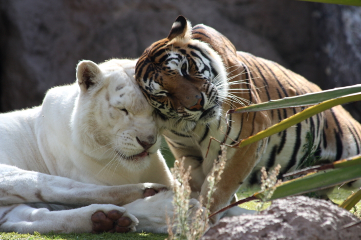 Tiigrid Loro pargis Tenerifel