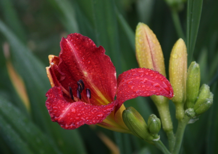 Aed-päevaliilia Red Rum