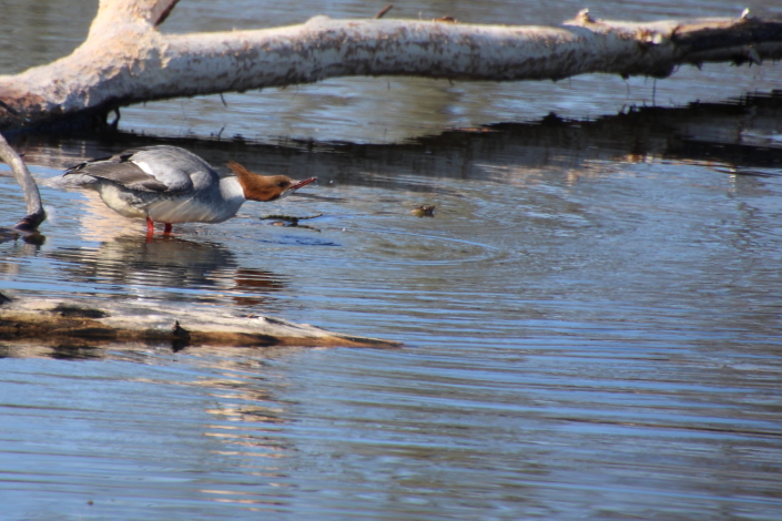 Emane merivart Õisu veskijärvel