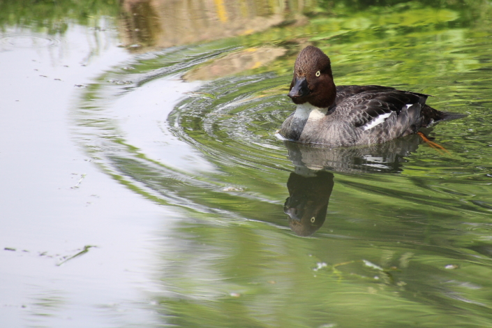 Emasõtkas Olustvere mõisatiigil
