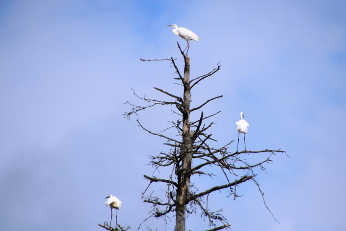 Hõbehaigrud Õisu jõeorus