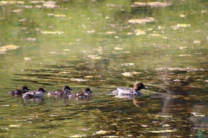 Sõtkapere Olustvere mõisatiigis