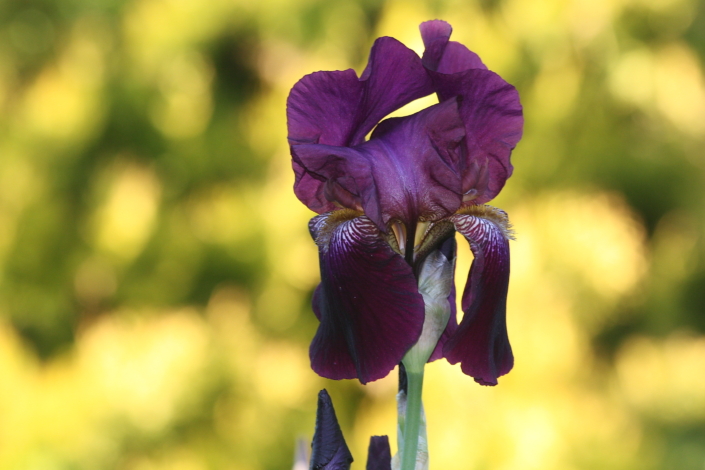 Iiris Dark Mood