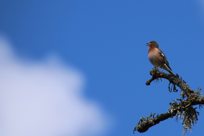 Isavint on lauluhoos