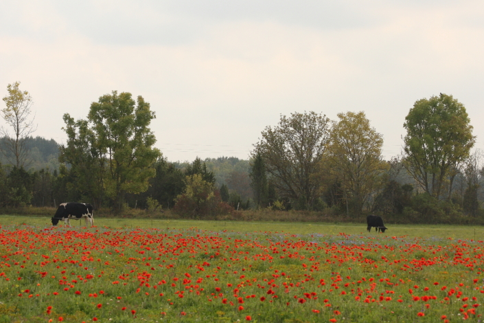 Lehmad Matsalu rahvuspargis
