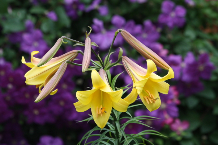 Liilia Royal Gold