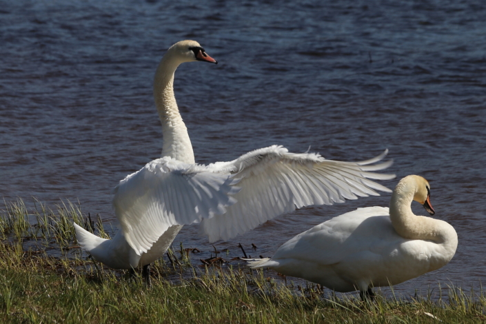 Luiged Vijandi järve ääres