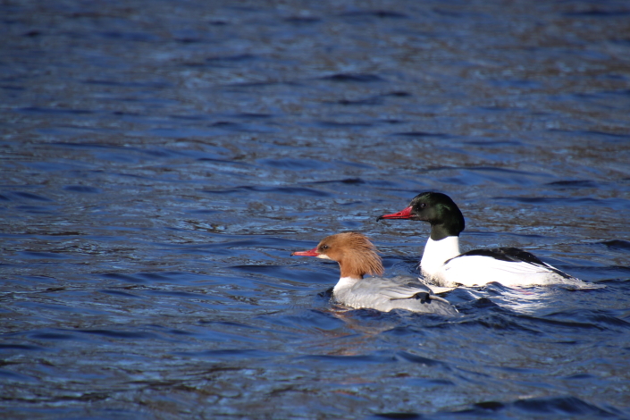 Merivardipaar Õisu veskijärvel
