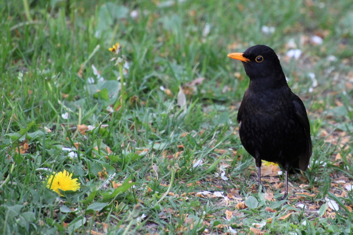 Musträsta isaslinnu kuldkollane nokk ja silmarõngas torkavad kevadel silma