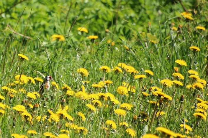 Ohakalind võililledes