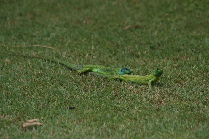 Rohesisalikud, Parco Sigurta, taalia