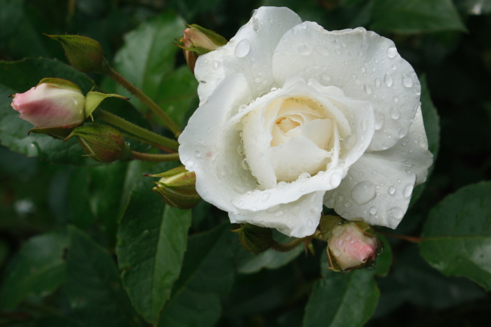 Roos Schneewittchen