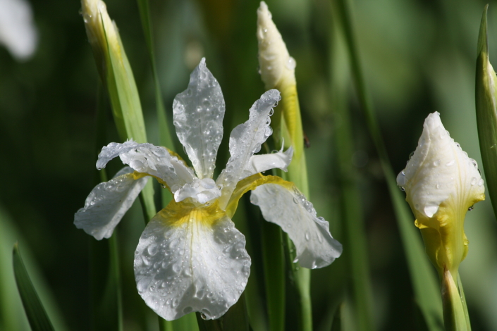 Siberi iiris Snow Queen