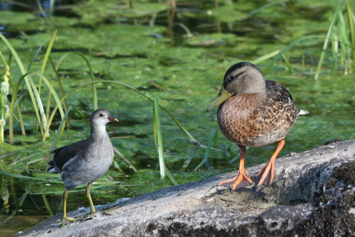 Sinikael-part vaatab taida poega Paala järvel