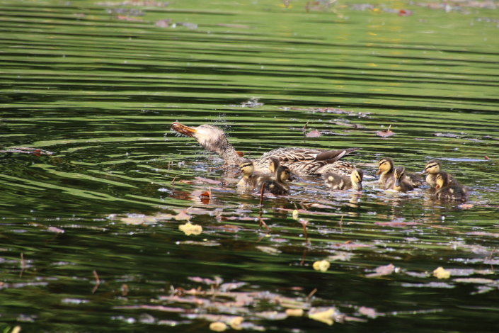 Sinikael-pardi pere Paala järvel