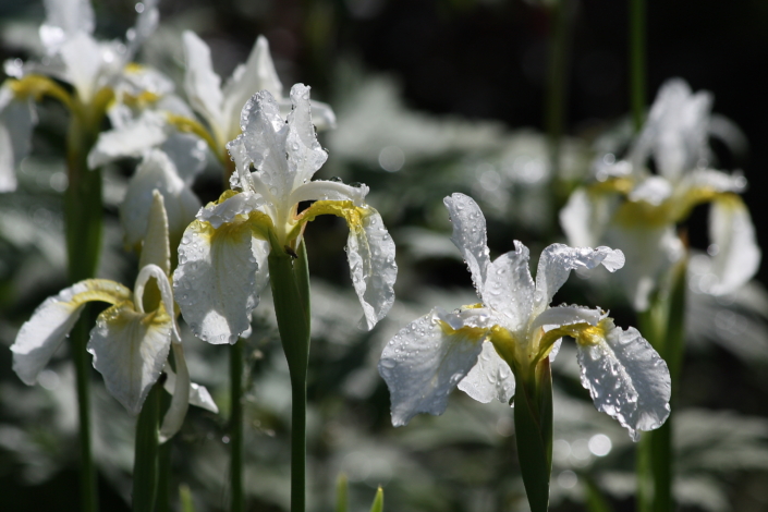 Siberi iiris Snow Queen
