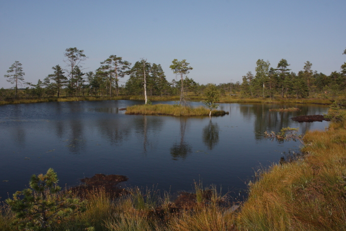 Tolkuse raba Pärnumaal