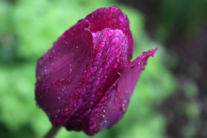 Tulp Attila