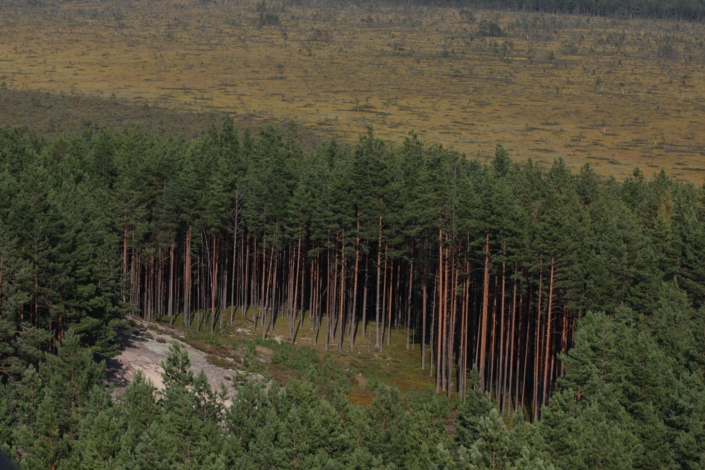 Vaade Tolkuse rabale Rannametsa õpperaja vaatetornist