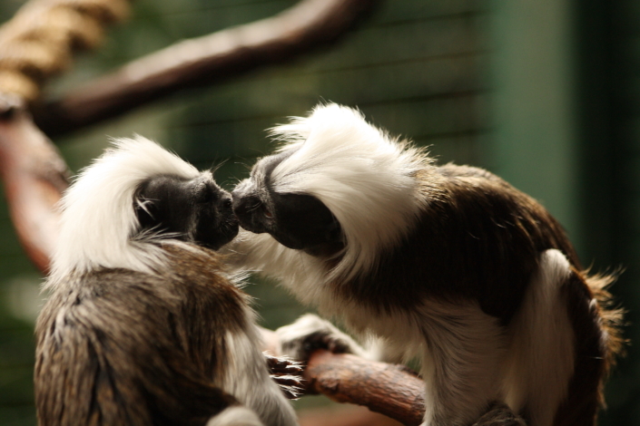 Valgetups-marmosetid Tallinna loomaaias