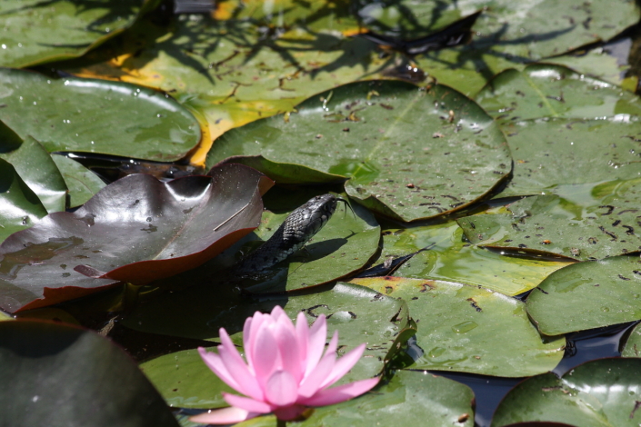 Veenastik, Parco Sigurta, Itaalia