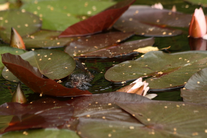 Vesirott piilub vesiroosi lehtede vahelt