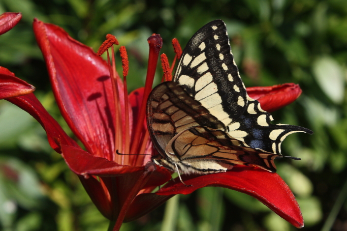 Eesti rahvusliblikas pääsusaba liilial Crimson Pirate