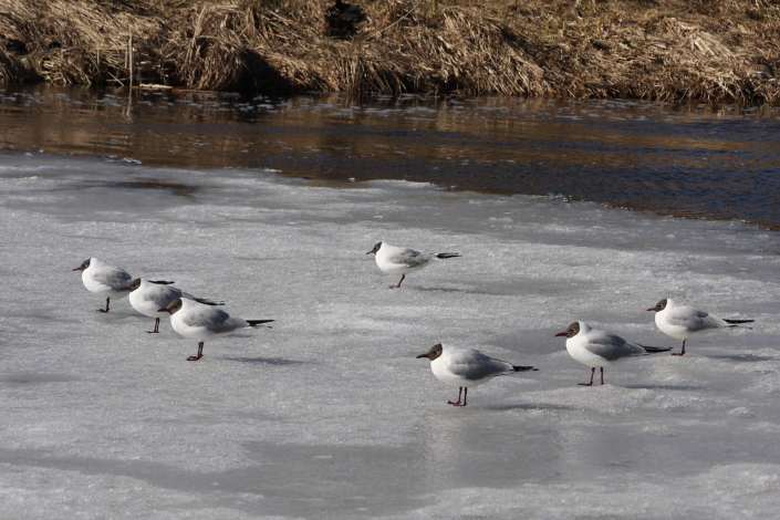 Joondu, valvel ... Naerukajakad