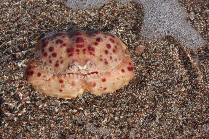 Kastkrabi e häbinäoga krabi (Calappa Granulata), Rhodos, Kreeka
