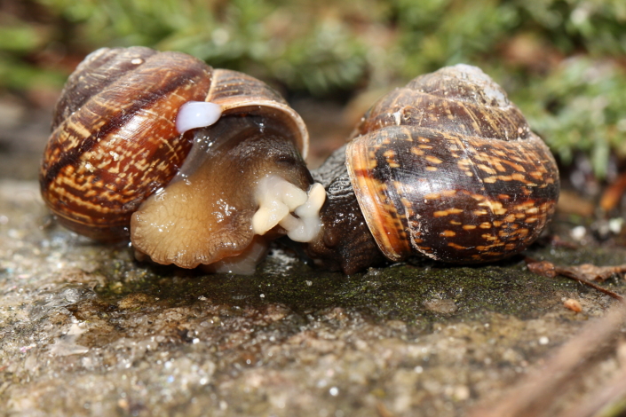 Kiritigude armumäng