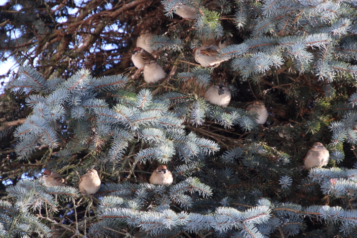 Koduvarblased ja põldvarblased kössitavad kuusepuus