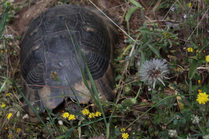 Kreeka kilpkonn (Testudo Graeca), Parga, Kreeka