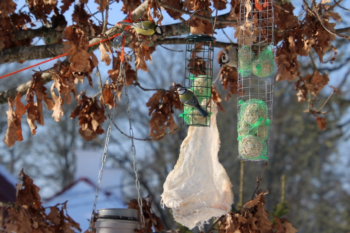 Linnurestorani külastavad põldvarblane, sinitihane ja rasvatihane