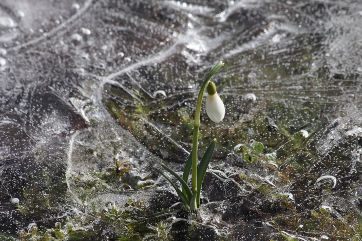 Lumikelluke on jääkoorikust läbi tunginud