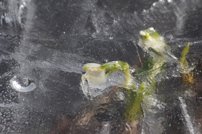 Märtsikellukesed on veel jäävangis