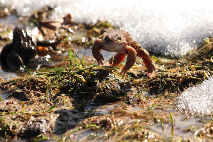Naerunäoga rohukonn teel tiiki