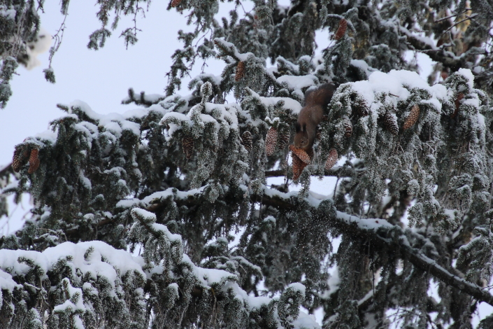 Orav tuiskab kuuselt alla, käbi hambus
