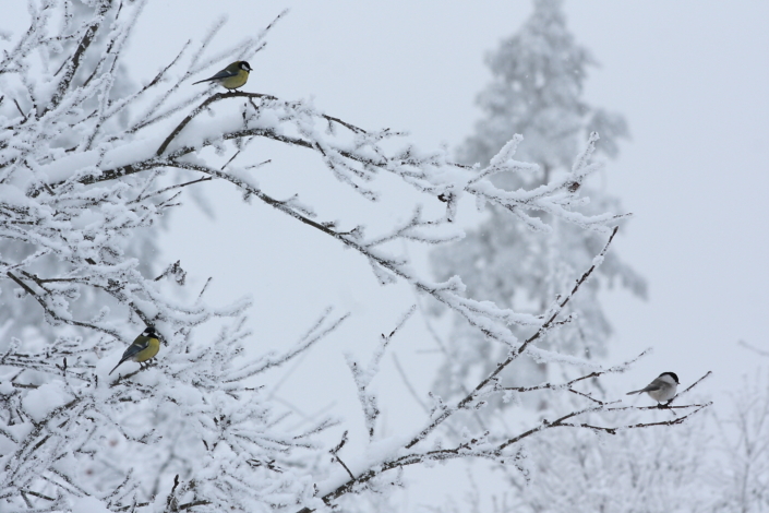 Puud ehivad kaks rasvatihast ja sootihane