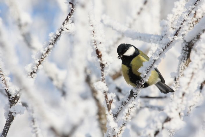 Rasvatihane härmas puul