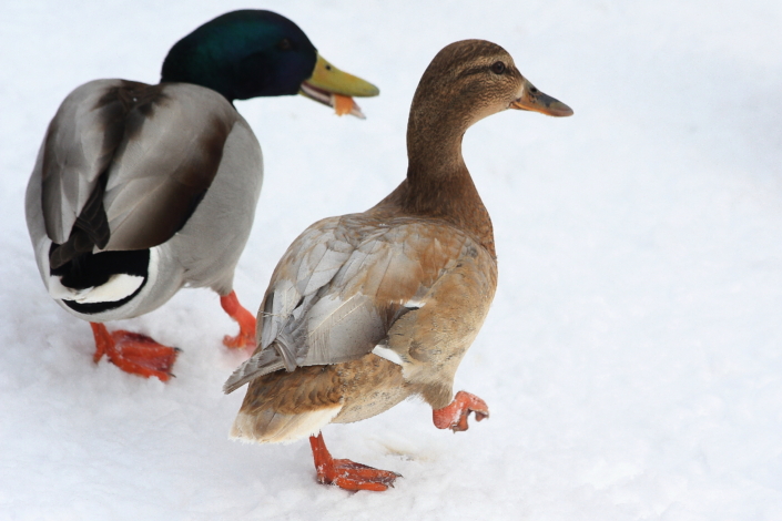 Reipal sammul edasi. Sinikael-pardid